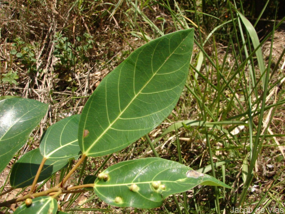 Ficus racemosa L.